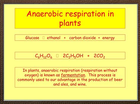 Anaerobic Respiration In Plants Equation