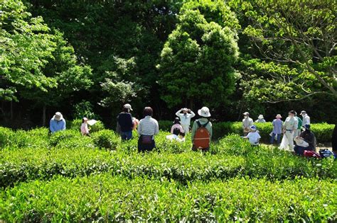 「八十八夜のお茶摘み体験」を実施します！！｜新着情報｜おかざき自然体験の森｜水とみどりの森の駅｜岡崎おでかけナビ 岡崎市観光協会公式サイト