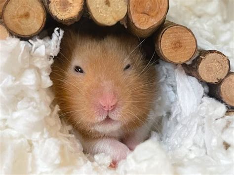 Fancy Bear Hamster vs Syrian Hamster: What's the difference? - A-Z Animals