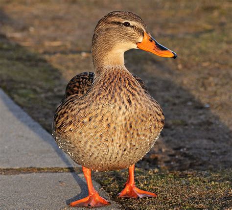 Beautiful Brown Duck 4k 3137x2841 Resolution Wallpaper