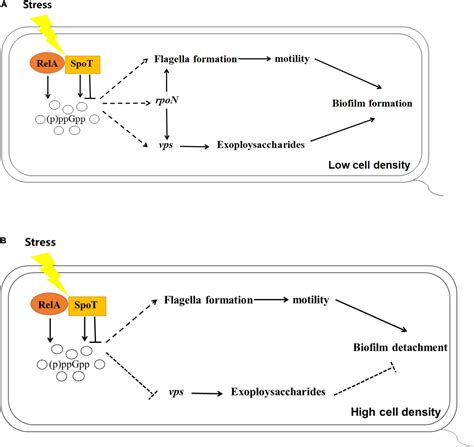 Frontiers Two P Ppgpp Synthetase Genes Rela And Spot Are Involved