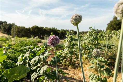 How to Grow and Care for Elephant Garlic