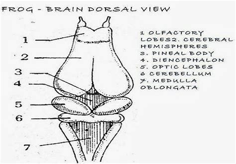 FISH BRAIN ,FROG BRAIN COMPARATIVE ANATOMY