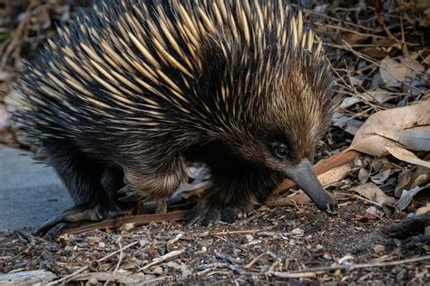 Short Beaked Echidna Free Photo On Pixabay