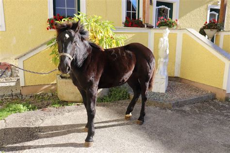 Lotti Noriker Stute 2021 Rappe Pferd Austria