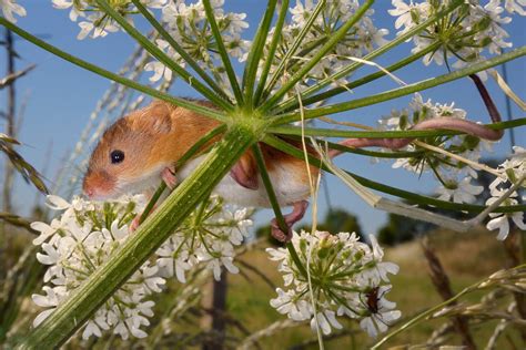 The British Wildlife Photography awards 2016 winners - in pictures ...