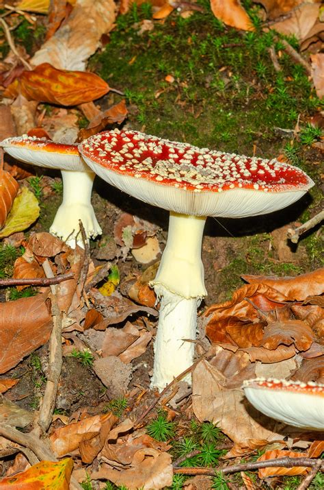 Amanita Muscaria 1 Fliegenpilz Amanita Muscaria C Wo Flickr