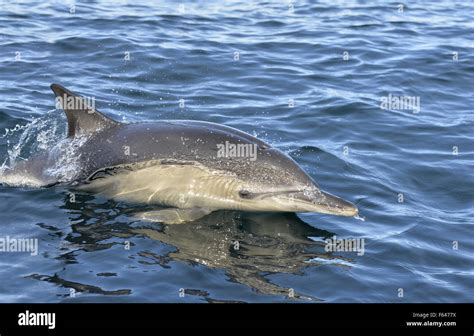 Short Beaked Common Dolphin