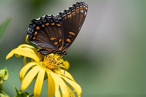 Red Spotted Admiral Red Spotted Admiral Butterfly On Cup P Abe C