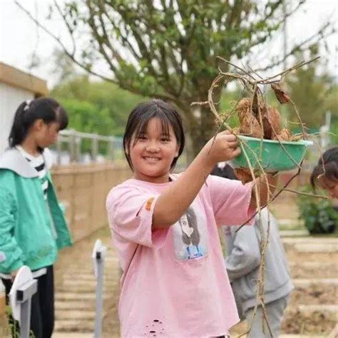 接地气！学生变身“小农夫”，田间割稻乐趣多劳动实践教育