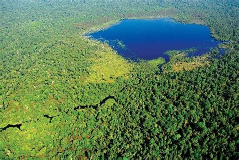 Los bosques tropicales ecosistemas terrestres más vulnerables al