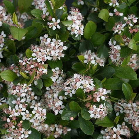 Native Habitat Center Aronia Lowscape Mound 3g