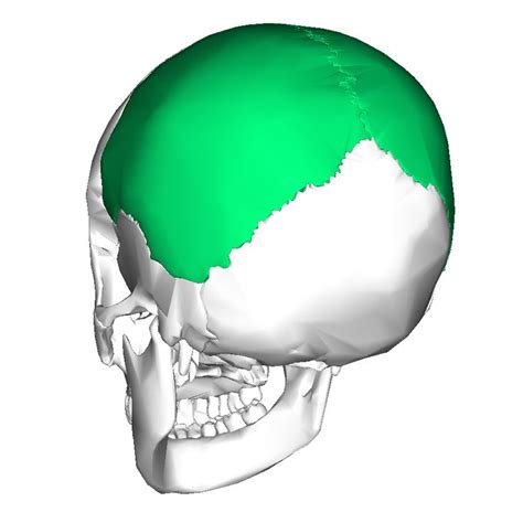 Parietal Bones Anatomy