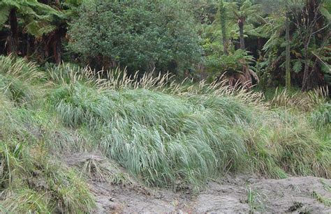 African Feather Grass