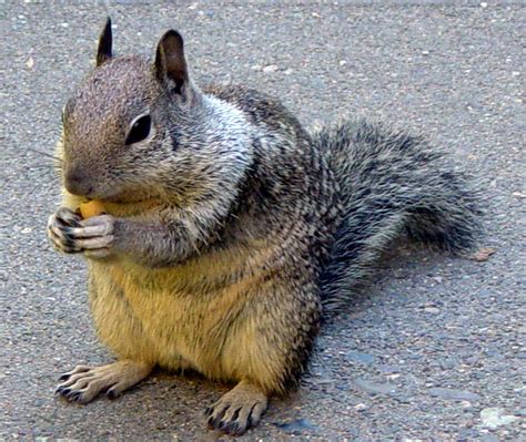 squirrel picslearning