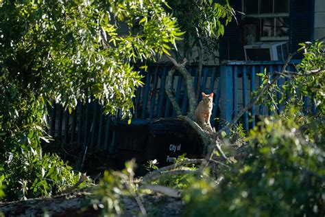 Austrália declara guerra a gatos e estuda liberar caça e eutanásia de