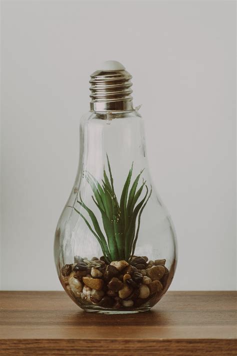 Green Plant in Light Bulb · Free Stock Photo