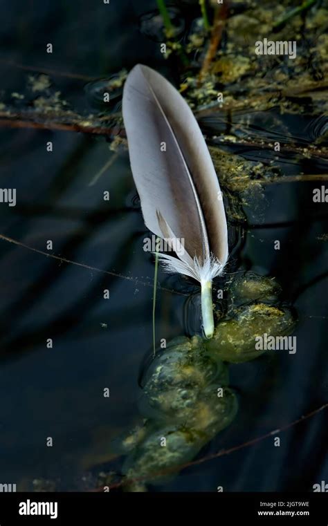 A feather from a wild duck floating on the water surface Stock Photo ...