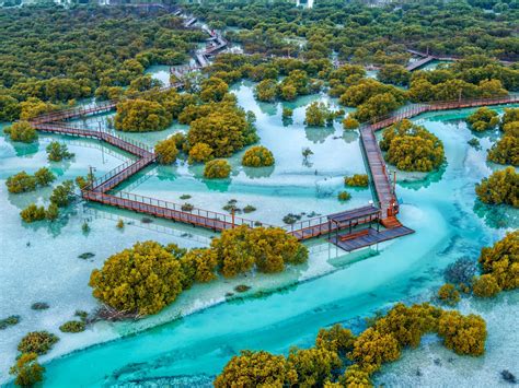 Uae Committed To Protecting Mangroves Enhancing Their Natural Habitats