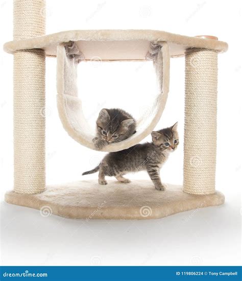 Two Kittens Playing In Cat Tree Stock Photo Image Of Feline