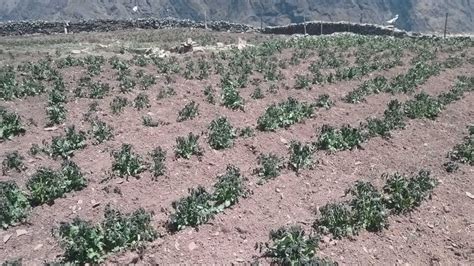 Ayapata Heladas Afectaron Más Del 75 Del Cultivo De Papa Y Un 35 Del