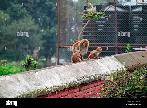 Los Monos Cierran El Templo Pashupatinath Cerca Del R O Bagmati Que