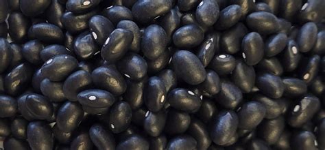 Black Bean Seeds - High Yield & Early Maturity | Western Harvest Bean