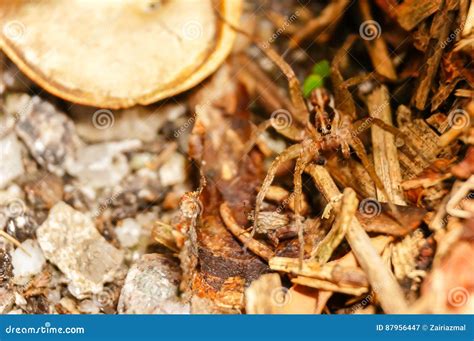 Brown Huntsman Spider Stock Photography | CartoonDealer.com #51520898