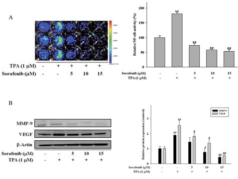 Sorafenib Inhibits Tpa Induced Mmp 9 And Vegf Expression Via