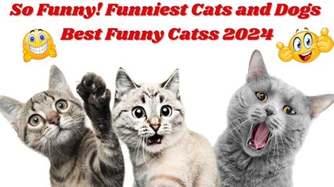 So Funny Funniest Cats🙀 And Dogs🐱 Best Funny Cats 2024😜🐱 Youtube