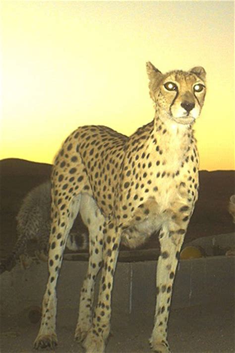 Asiatic cheetahs: on the road to extinction? | Focusing on Wildlife