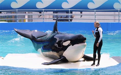 World’s Oldest Captive Orca 'Lolita' Granted Freedom After 5 Decades In A Tank