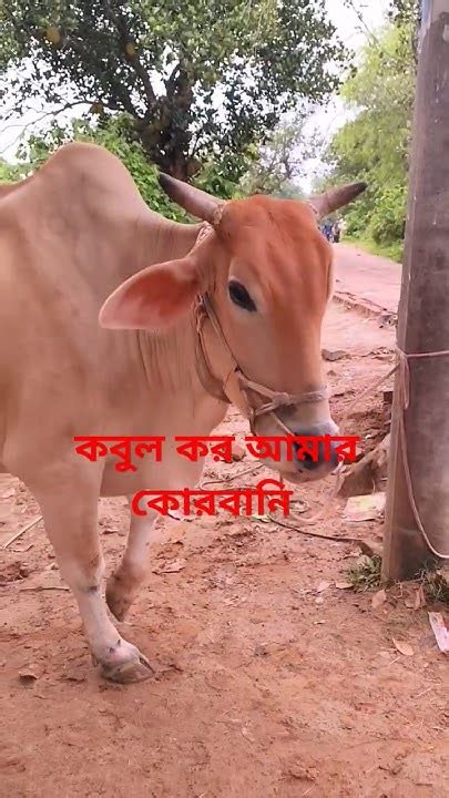 বিশাল সাইজের বলদ গরু গরু কোরবানীরগরু সাবস্ক্রাইব সট Youtube