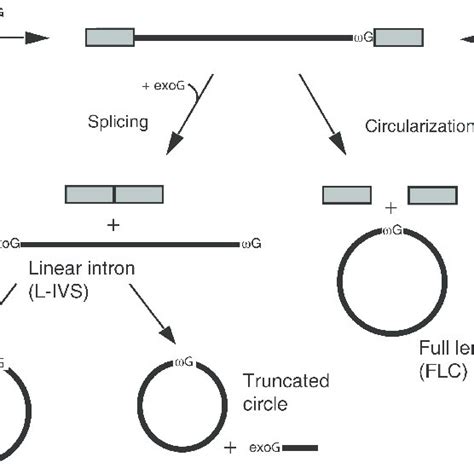 (a) The Didymium iridis life cycle is divided into microscopic haploid ...