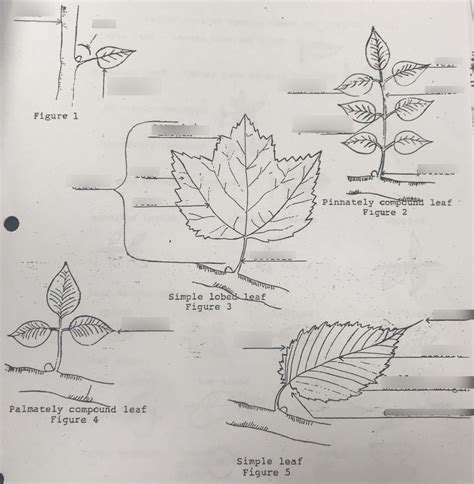 Plant Classification Diagram | Quizlet