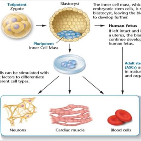 PDF STEM CELLS ITS APPLICATION