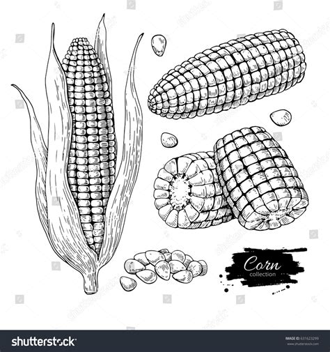 Corn Hand Drawn Vector Illustration Set Stock Vector Royalty Free