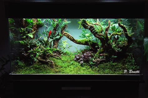 Terrascaping Nouveau Projet De D Cor Naturel Aquarium D Coration