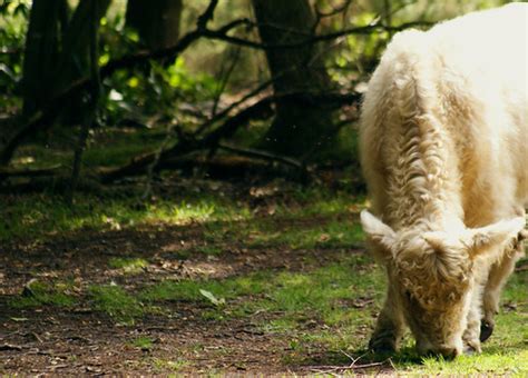 Grazing In Roydon Park Sony Dsc Ste Holland Flickr