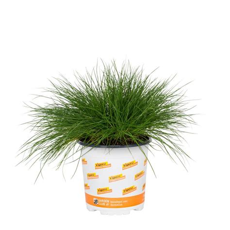 Vigoro 2 5 Qt Green Elijah Blue Fescue Perennial Perennial Plant 69195 The Home Depot