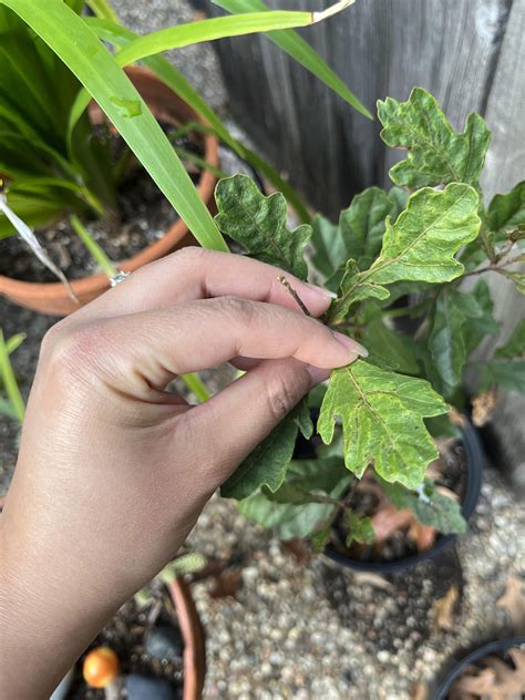 Texas - USA. Please help me identify this tree. : r/treeidentification