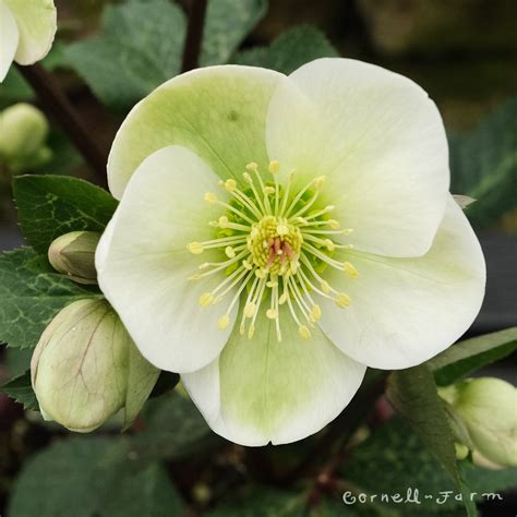 Helleborus Fk Mollys White 1gal Cornell Farm