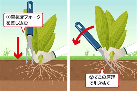 草むしりのコツをつかめ！ひとりでも簡単に効率よく庭をきれいにする方法 草刈り110番