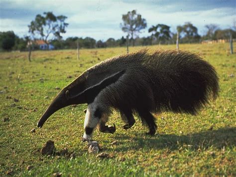 Anteater | Animal Wildlife