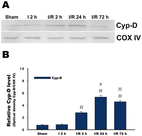 A Western Blots Showing Representative Cyp D Protein Expression COX