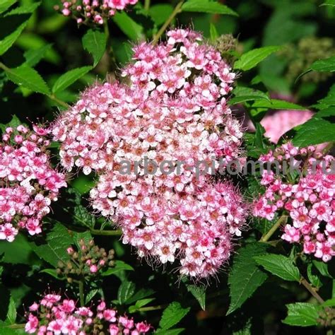 Спирея Бумальда 36 фото описание кустарника Spiraea bumalda посадка