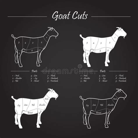 Goat Meat Cuts Stock Illustrations 69 Goat Meat Cuts Stock