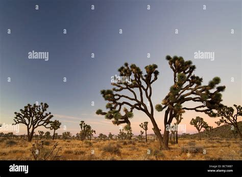 Usa California Joshua Tree National Park Joshua Trees Yucca Brevifolia