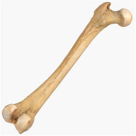 Human Femur Bone Anatomy ~ Skeletal System Femur | Bodbocwasuon