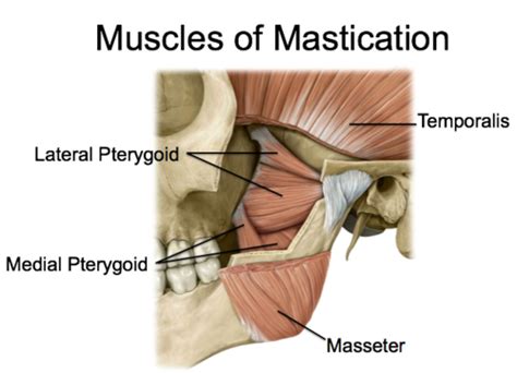 Attachments And Functions Of The Muscles Of Mastication Flashcards Quizlet